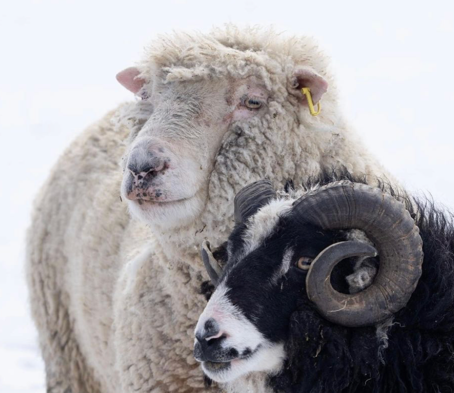 Shetland Wool Week Pattern 2025
